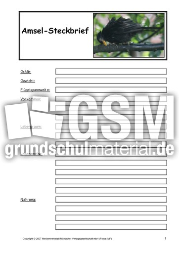 Amsel-Steckbrief-B-1.pdf